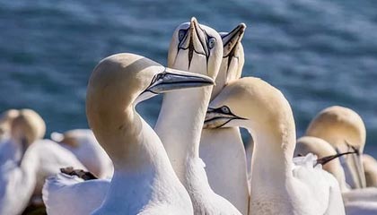 开云博彩-杨瀚森多次封盖对手成为内线防守核心，杨翰林简介