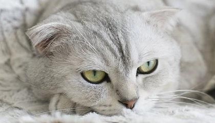 开云博彩-杨瀚森多次封盖对手成为内线防守核心，杨翰林简介