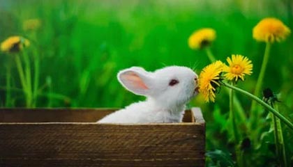 开云博彩-杨瀚森多次封盖对手成为内线防守核心，杨翰林简介